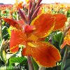 oranzovozluta Dosna Canna Taroudant 6