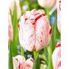 Tulip One Direction 5 769x1025