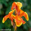 oranzovozluta Dosna Canna Taroudant 1