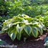 bohyska hosta aureomarginata 4