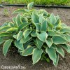 bohyska hosta aureomarginata 1