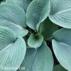 bohyska hosta mouse ears 2