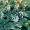 bohyska hosta mouse ears 4