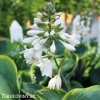 bohyska hosta frances williams 2
