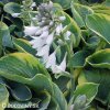 bohyska hosta frances williams 4