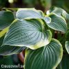 bohyska hosta frances williams 5