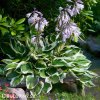 bohyska hosta patriot 5