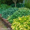 bohyska hosta smes mix 4