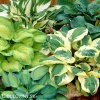 bohyska hosta smes mix 5
