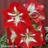 červený hvězdník amaryllis barbados 3