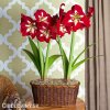 červený hvězdník amaryllis barbados 4