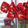 červený hvězdník amaryllis barbados 5