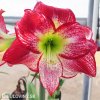červenobílý hvězdník amaryllis flamenco 3