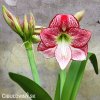 červenobílý hvězdník amaryllis flamenco 4