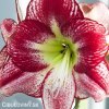 červenobílý hvězdník amaryllis flamenco 6