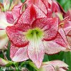 červenobílý hvězdník amaryllis flamenco 1