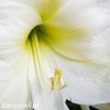 bílý hvězdník amaryllis christmas gift 2