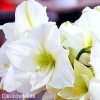 bílý hvězdník amaryllis christmas gift 5