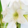 bílý hvězdník amaryllis christmas gift 6