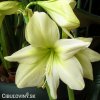 žlutý hvězdník amaryllis lemon 4