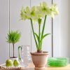 žlutý hvězdník amaryllis lemon 5