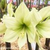 žlutý hvězdník amaryllis lemon 1