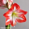 červenobílý hvězdník amaryllis stargazer 2
