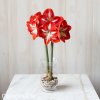 červenobílý hvězdník amaryllis stargazer 3