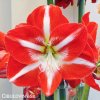 červenobílý hvězdník amaryllis stargazer 4