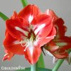 červenobílý hvězdník amaryllis stargazer 1