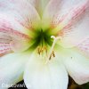 bílorůžový hvězdník amaryllis amore 3