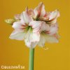bílorůžový hvězdník amaryllis amore 4
