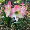 růžový hvězdník amaryllis appleblossom 2