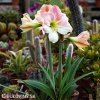 růžový hvězdník amaryllis appleblossom 3