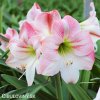 růžový hvězdník amaryllis appleblossom 7