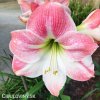 růžový hvězdník amaryllis appleblossom 1