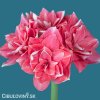 růžový plnokvětý hvězdník amaryllis double dream 5