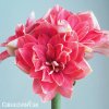 růžový plnokvětý hvězdník amaryllis double dream 1