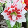 bíločervený hvězdník amaryllis elvas 2