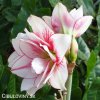 bíločervený hvězdník amaryllis elvas 4