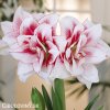 bíločervený hvězdník amaryllis elvas 1