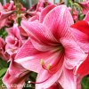 růžový hvězdník amaryllis gervase 2