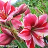 růžový hvězdník amaryllis gervase 5