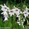 Acidanthera bicolor Pavi orchidej 2