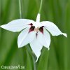 Acidanthera bicolor Pavi orchidej 3