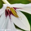 Acidanthera bicolor Pavi orchidej 4