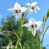 Acidanthera bicolor Pavi orchidej 6