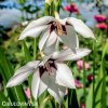 Acidanthera bicolor Pavi orchidej 7