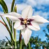 Acidanthera bicolor Pavi orchidej 9