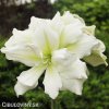 bílý plnokvětý hvězdník amaryllis marylin 3